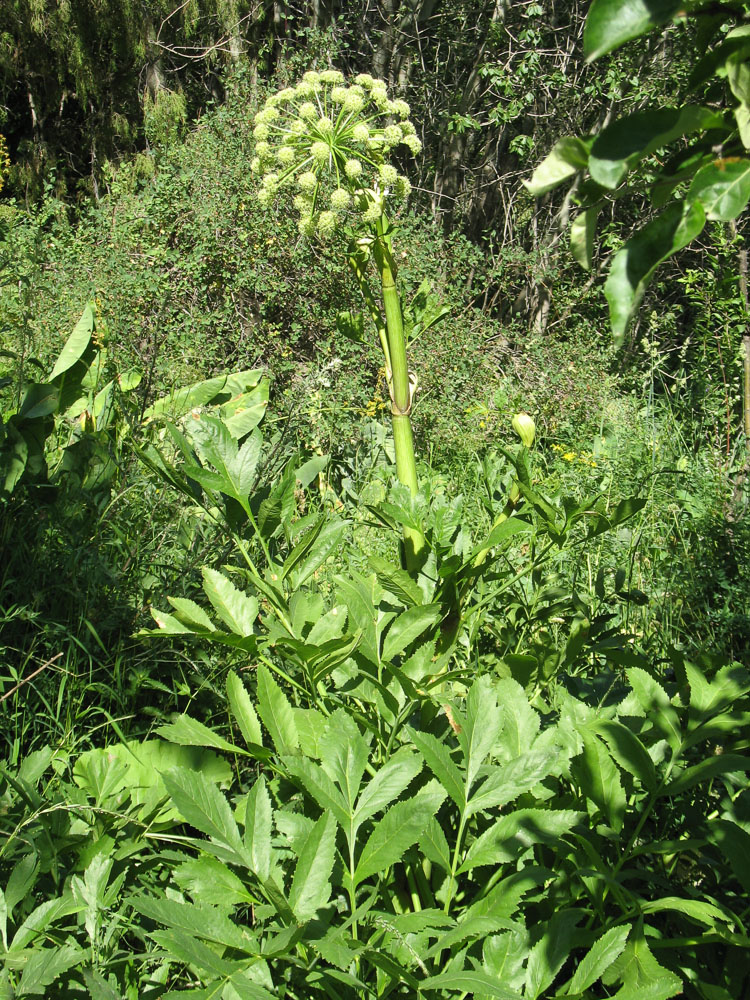 Image of Archangelica decurrens specimen.