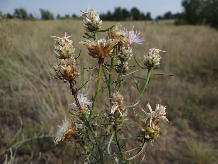 Image of Centaurea konkae specimen.
