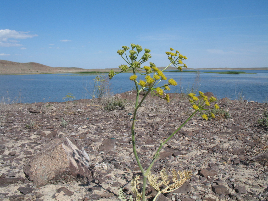 Изображение особи Ferula syreitschikowii.