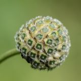 Cephalaria calcarea