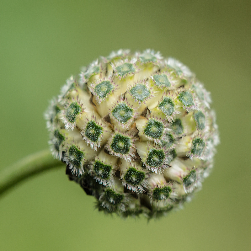 Изображение особи Cephalaria calcarea.