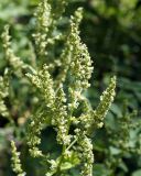 Rumex tuberosus. Верхушка растения с соцветиями. Краснодарский край, окр. Геленджика, Верхний парк сафари. 05.05.2013.