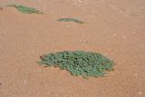 Euphorbia peplis