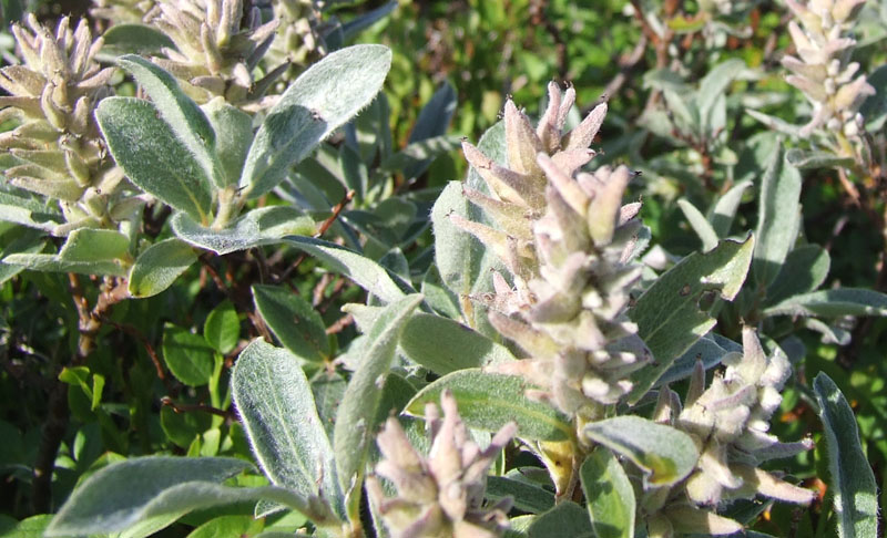 Image of Salix glauca specimen.