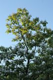 Catalpa ovata