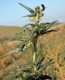 Xanthium spinosum