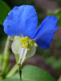 Commelina communis. Цветок. Подмосковье, Одинцовский р-н, ЗБС МГУ, ельник, у лесовозной дороги. 19.07.2005.