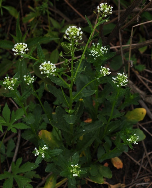 Image of Thlaspi arvense specimen.