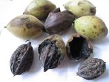 Juglans mandshurica