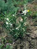 Delphinium rugulosum