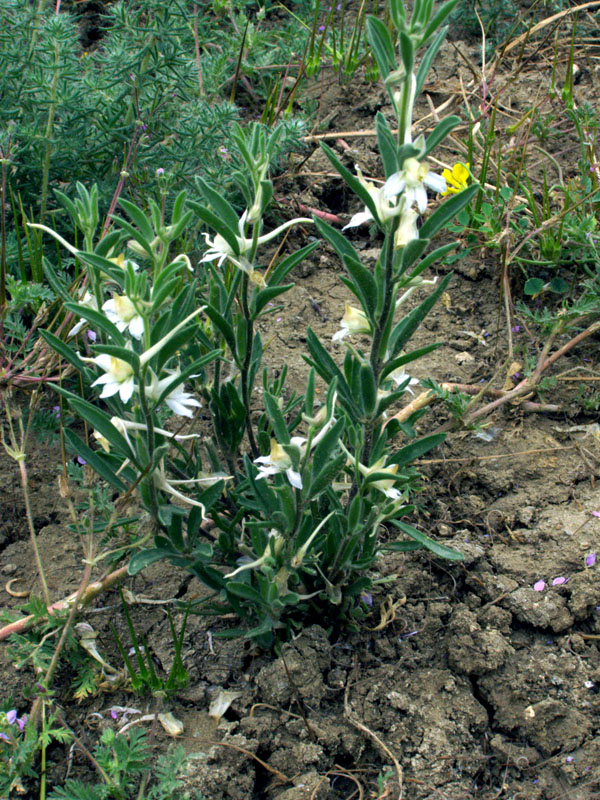 Изображение особи Delphinium rugulosum.