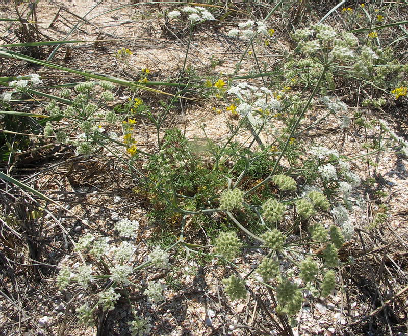 Image of Astrodaucus littoralis specimen.