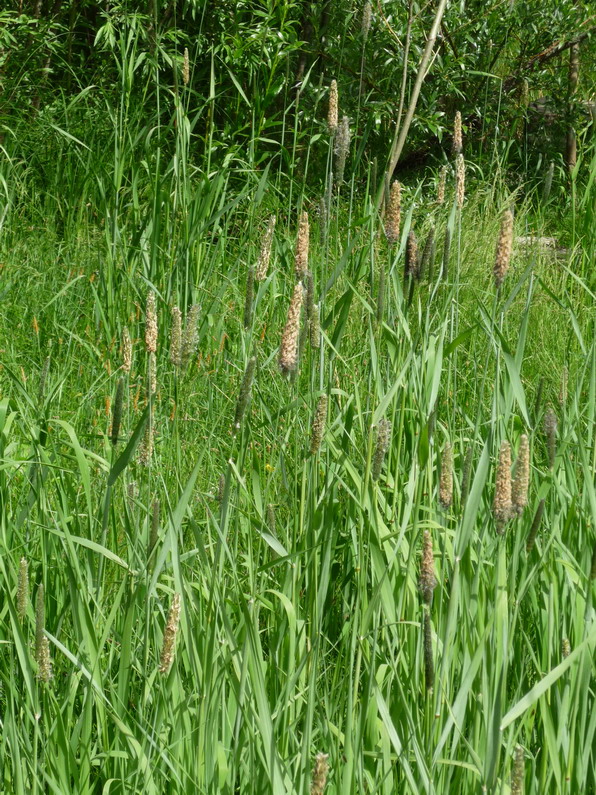 Image of Alopecurus arundinaceus specimen.