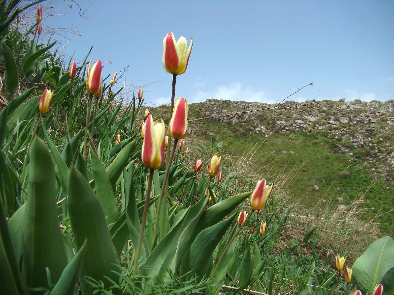 Image of Tulipa berkariensis specimen.