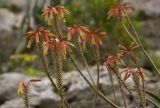 Aloe brevifolia