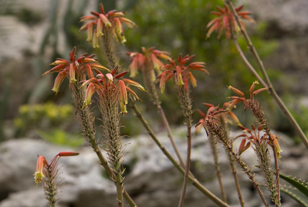 Изображение особи Aloe brevifolia.