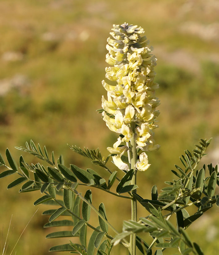 Изображение особи Pseudosophora alopecuroides.