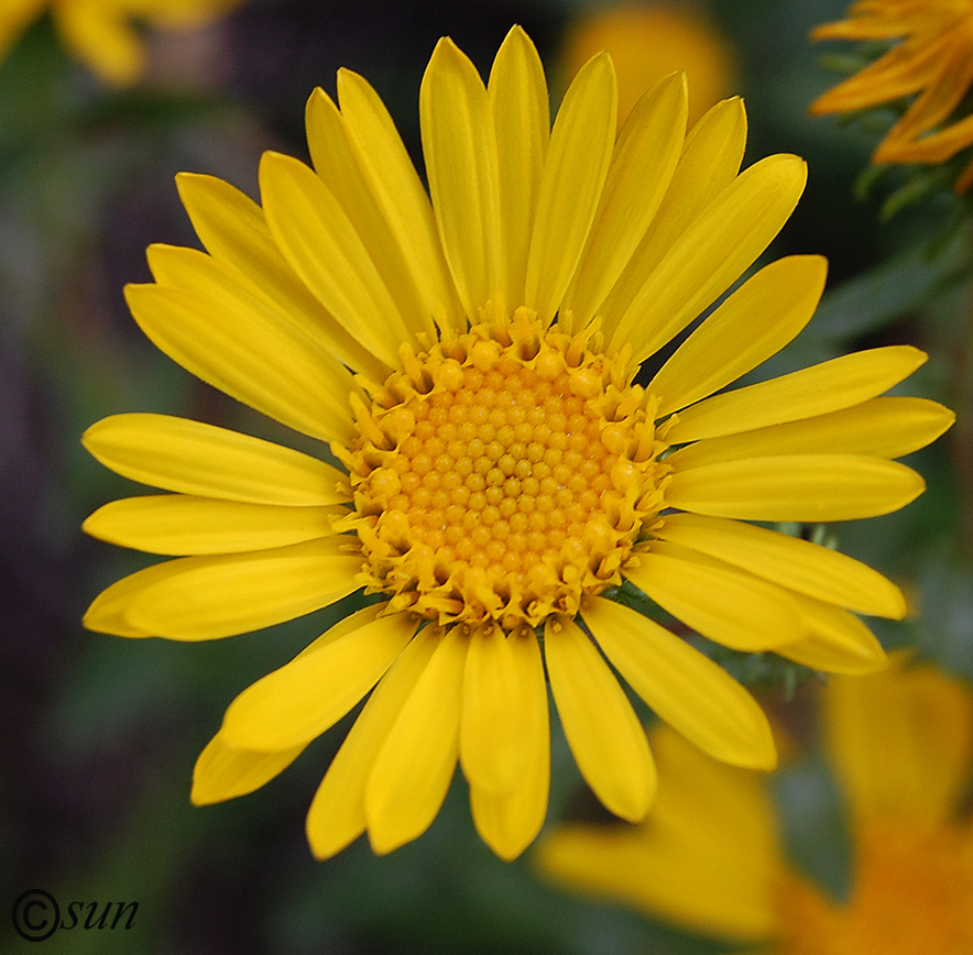 Image of Grindelia squarrosa specimen.