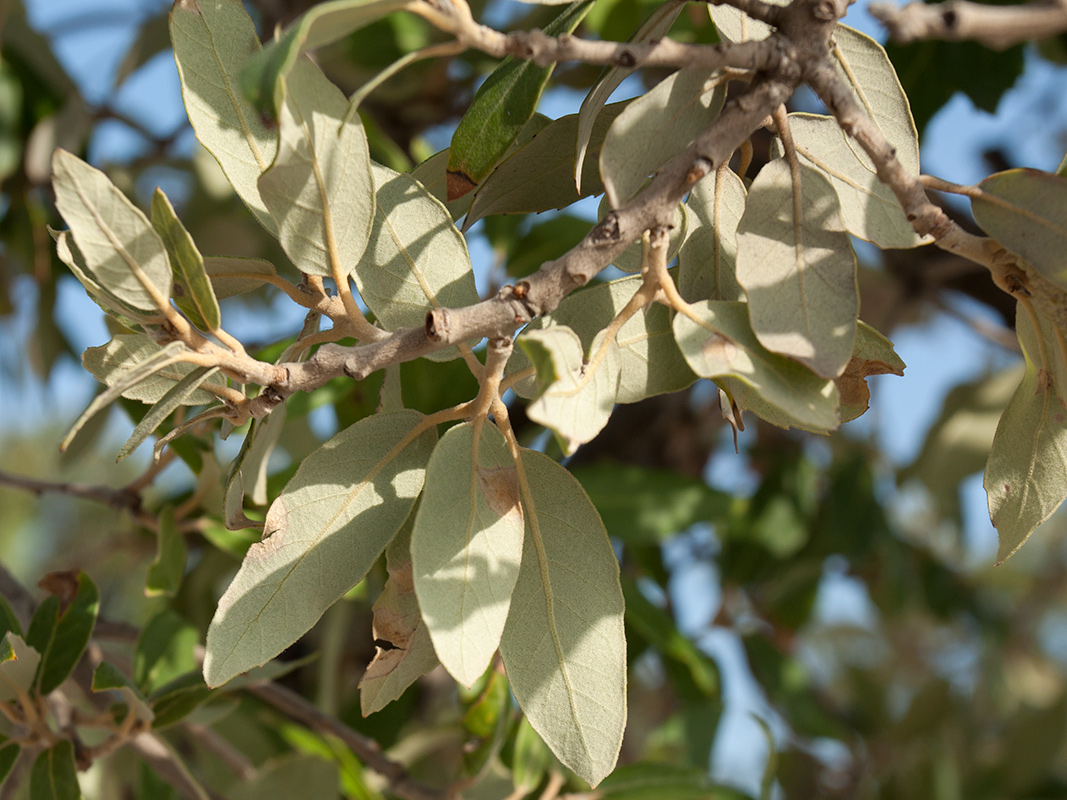 Изображение особи Quercus ilex.