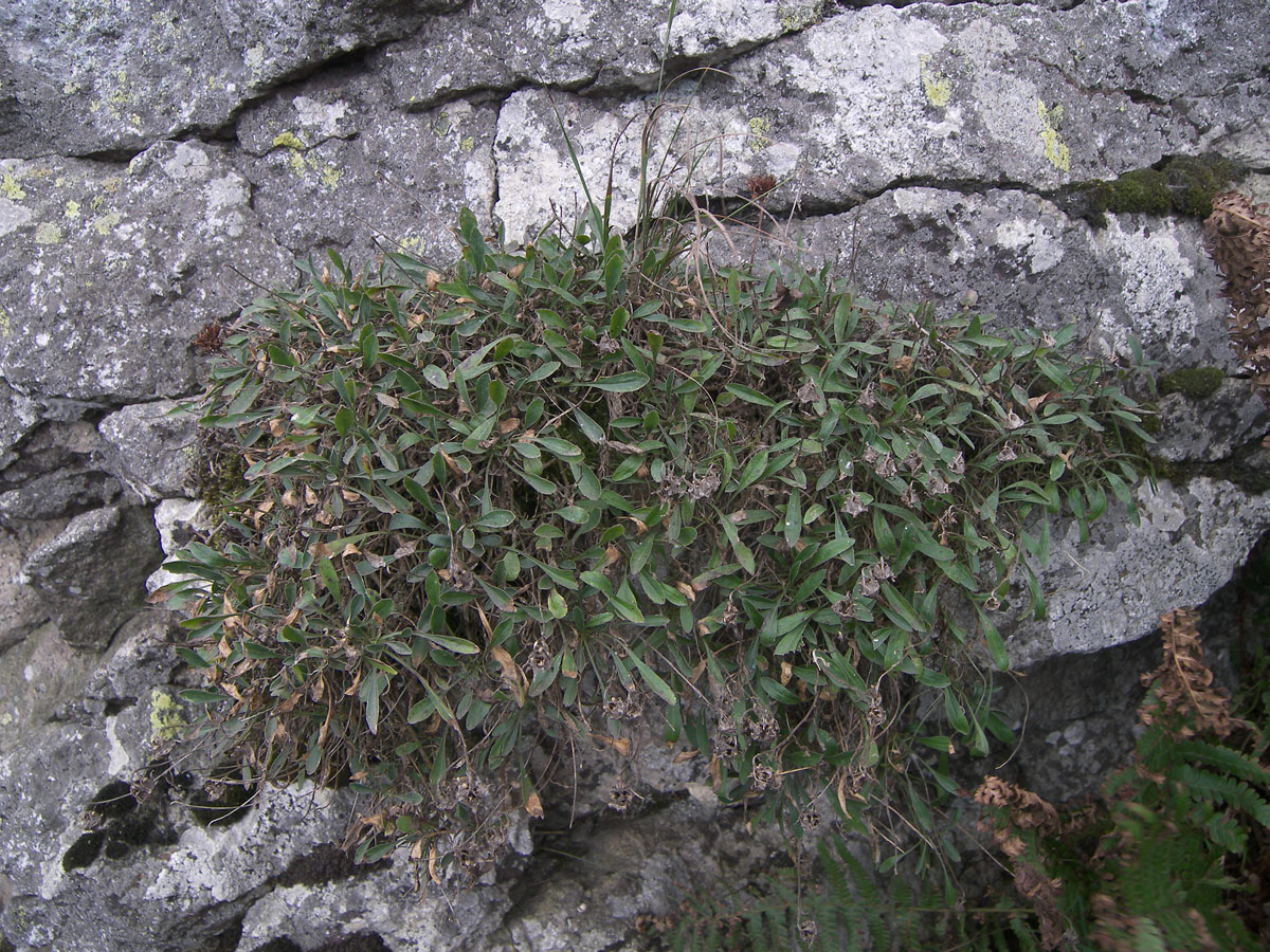 Image of Campanula saxifraga specimen.