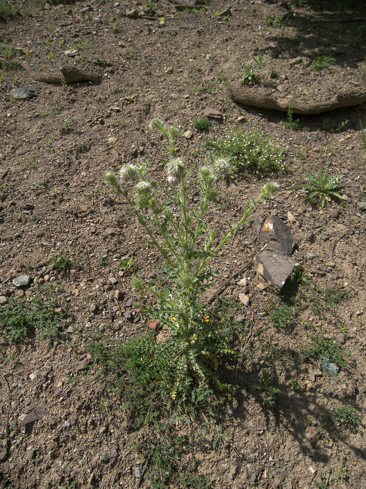 Изображение особи Cirsium echinus.