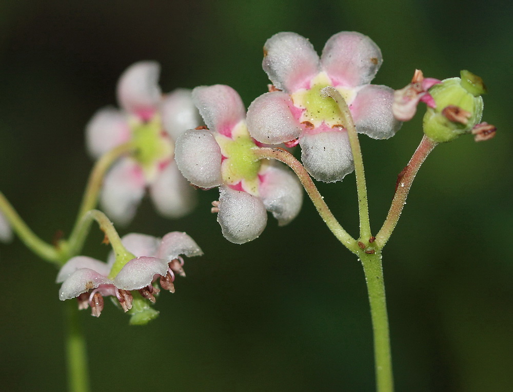 Изображение особи Chimaphila umbellata.