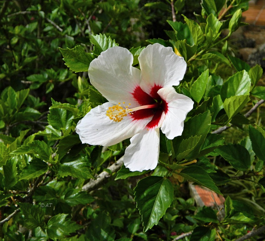 Image of Hibiscus rosa-sinensis specimen.