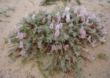 Astragalus pallasii