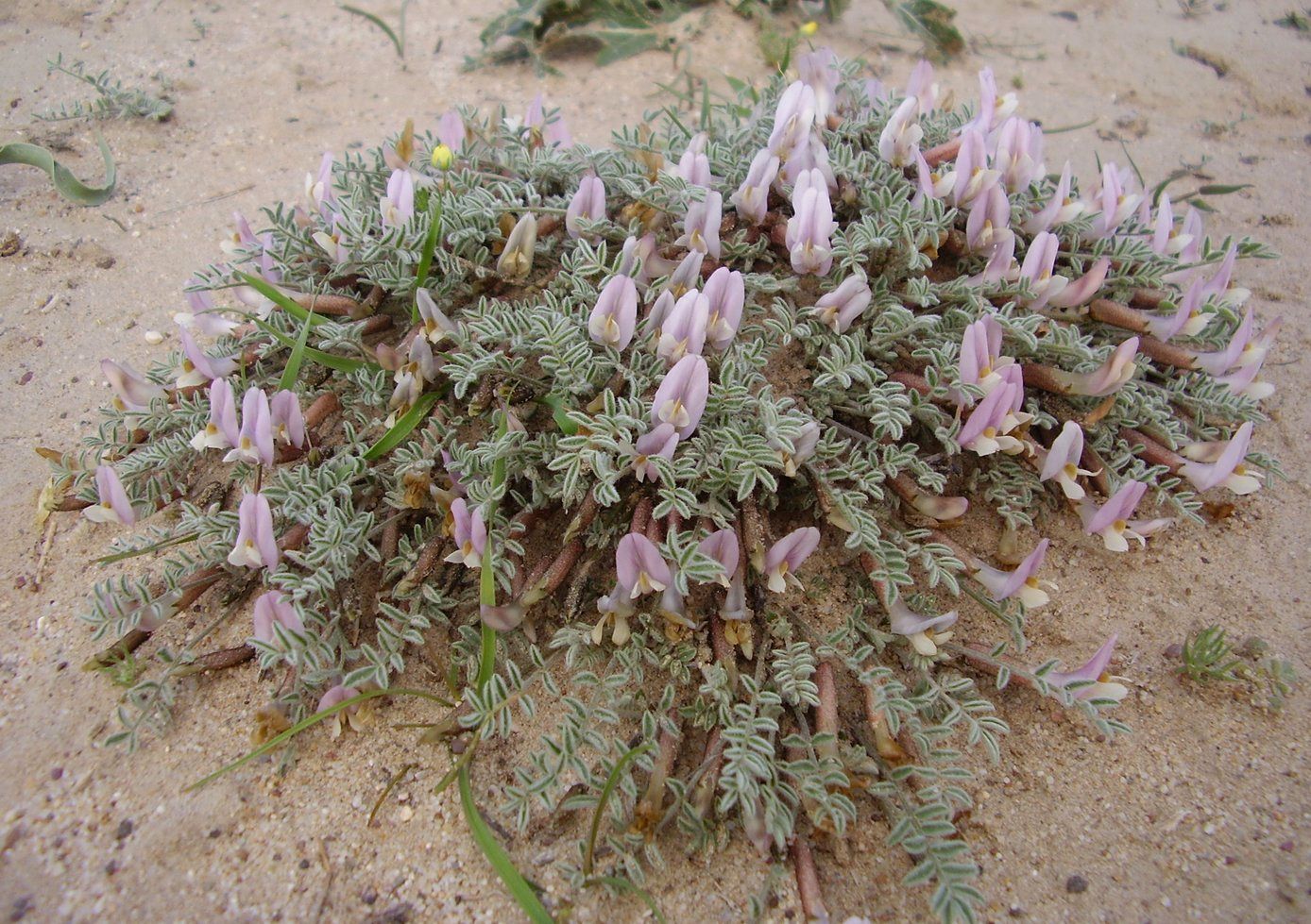 Image of Astragalus lasiophyllus specimen.