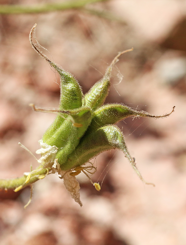Image of Aquilegia tianschanica specimen.