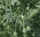 Papaver hybridum