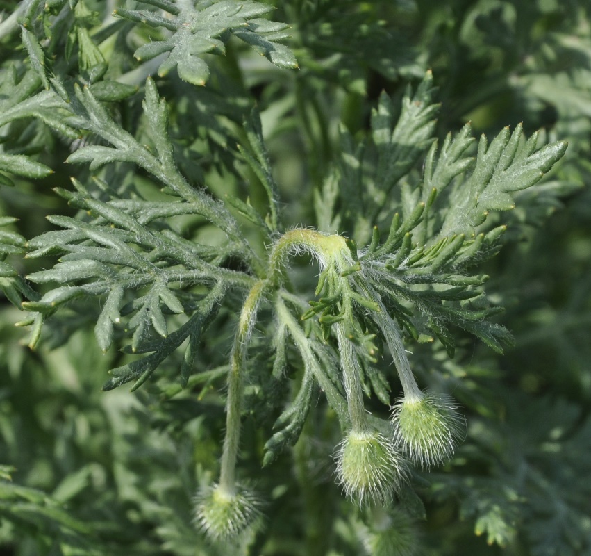 Изображение особи Papaver hybridum.