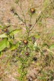 Carlina biebersteinii