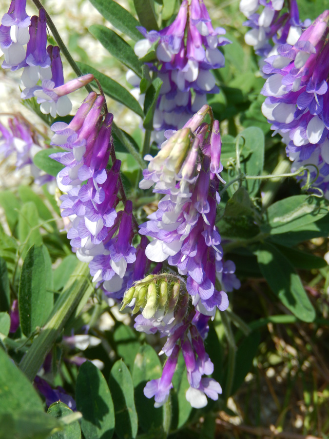 Image of Vicia villosa specimen.