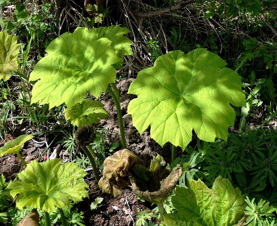 Изображение особи Astilboides tabularis.