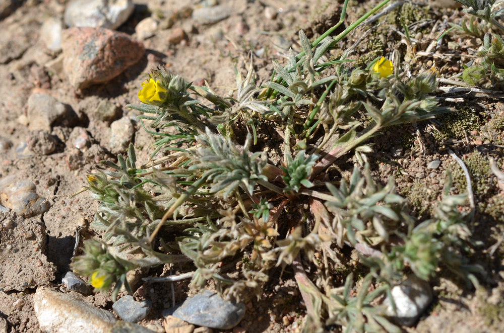 Изображение особи род Potentilla.