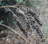 Amorpha fruticosa. Верхушка побега с соплодиями. Германия, г. Берлин, уличное озеленение. Январь 2015 г.