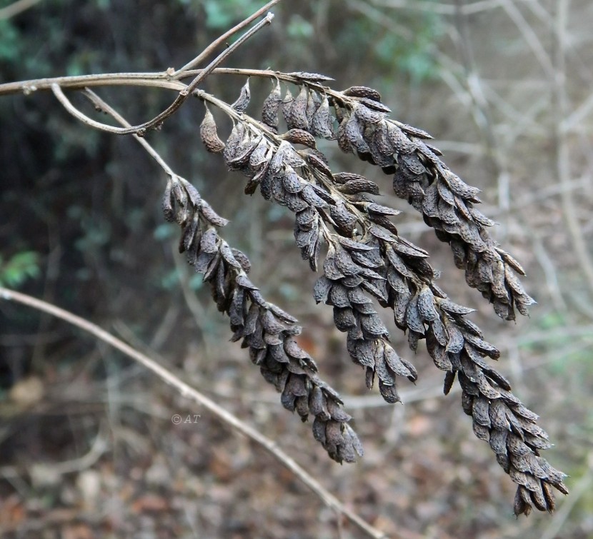 Image of Amorpha fruticosa specimen.