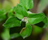 Theligonum cynocrambe