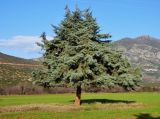 genus Cupressus