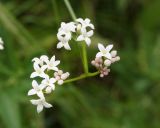 Galium pseudorivale