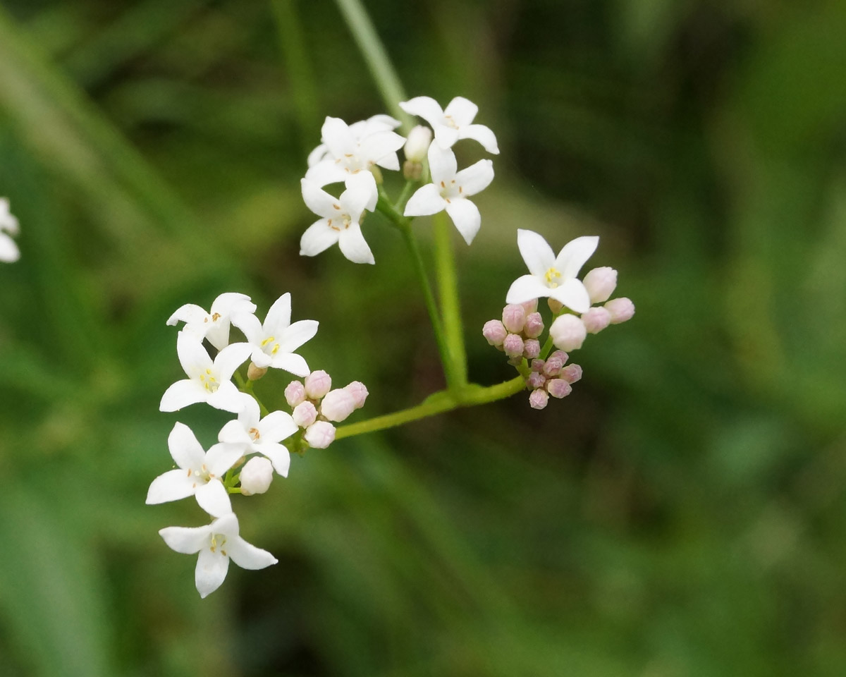 Изображение особи Galium pseudorivale.