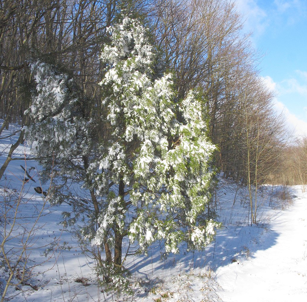 Image of Juniperus foetidissima specimen.