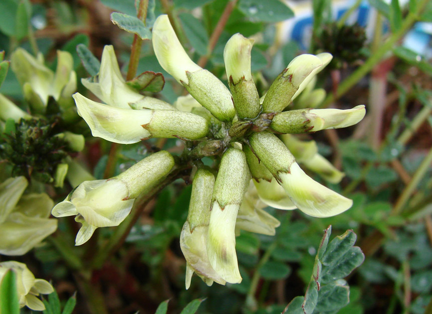 Image of Astragalus schelichowii specimen.