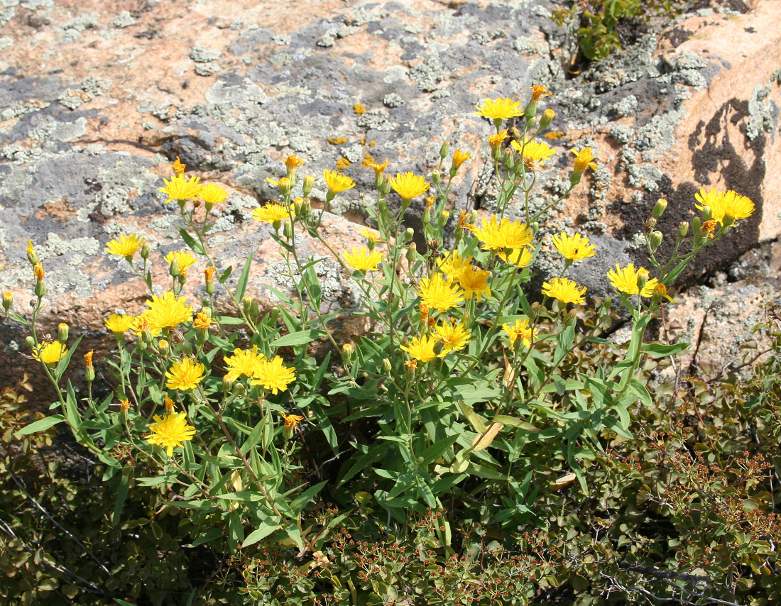 Изображение особи Hieracium virosum.