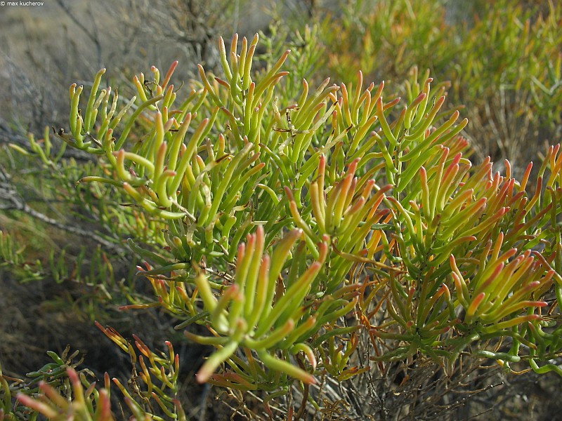 Image of Suaeda physophora specimen.