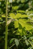 род Heracleum