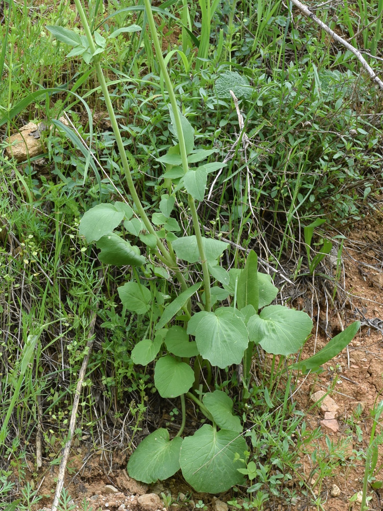 Изображение особи Valeriana ficariifolia.