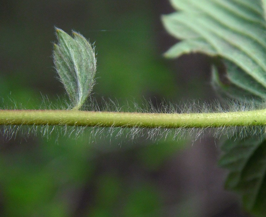 Image of Fragaria viridis specimen.