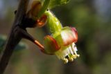 Grossularia uva-crispa. Цветок. Донецк, огород. 12.04.2016.
